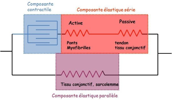 Schéma de Hill pour la force élastique