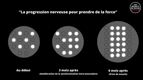 Synchronisation intra-musculaire en force