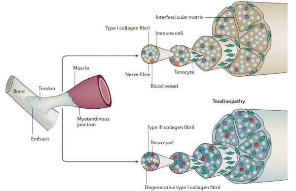 Le tendon détaillé