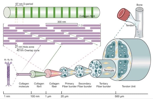 Anatomie du tendon