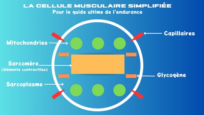 Cellule musculaire simplifiée