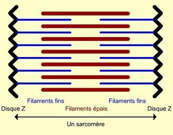 Relation tension-longueur