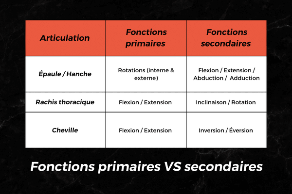 Les fonctions primaires des articulations