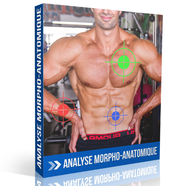 Analyse morpho-anatomique en musculation