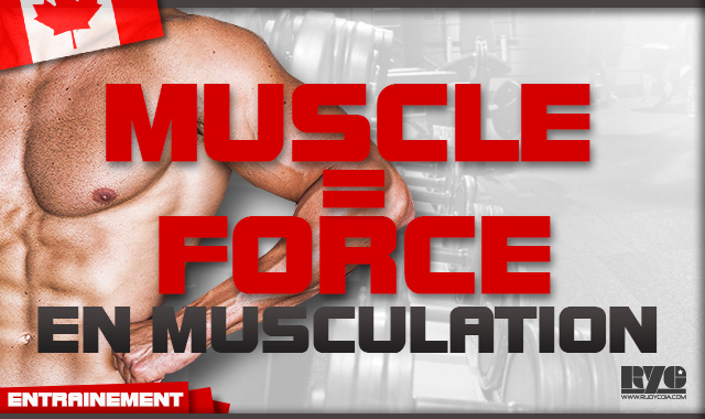 Muscle =Force en musculation ?
