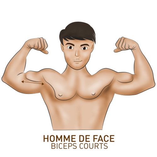 Biceps courts en musculation