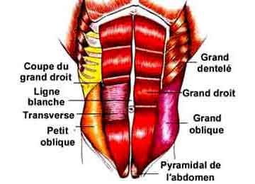 Anatomie des abdominaux