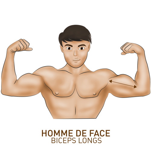 Programme biceps