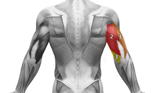 Anatomie des triceps