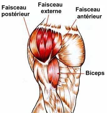 Anatomie des épaules