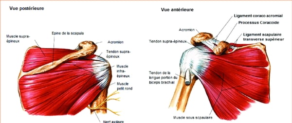 Anatomie de la coiffe des rotateurs