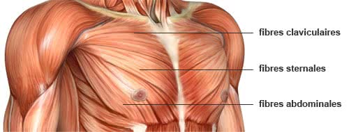 Anatomie des pectoraux