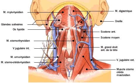 Anatomie des muscles du cou