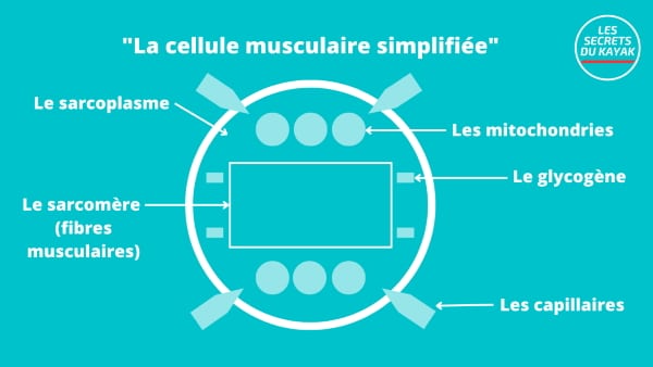La cellule musculaire simplifiée