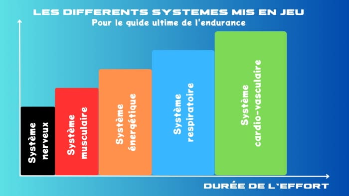 Les différents systèmes mis en jeu par la pratique sportive