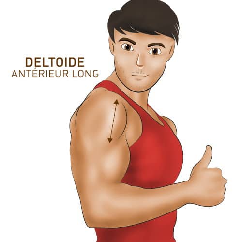 Muscler le deltoïde antérieur